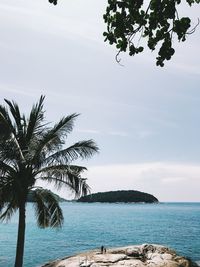 Palm trees on beach against sky