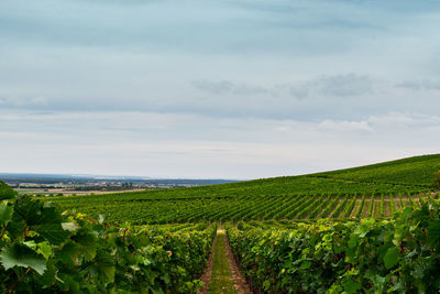 Scenic view of vineyard against sky