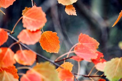 Close-up of orange leaves on plant during autumn