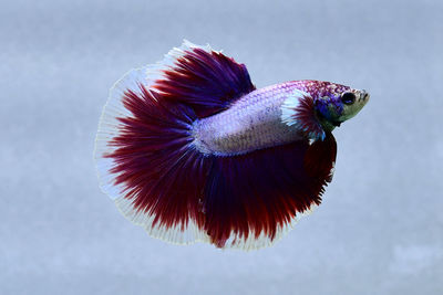Multi color betta fish halfmoon from thailand or siamese fighting fish isolated in grey background