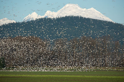 Flock of birds flying against sky