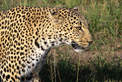 Close-up of a cat looking away