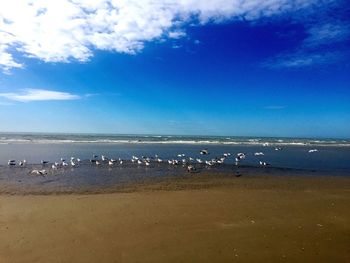 Birds flying over sea against blue sky