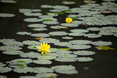 Close-up of lotus water lily on leaves in lake