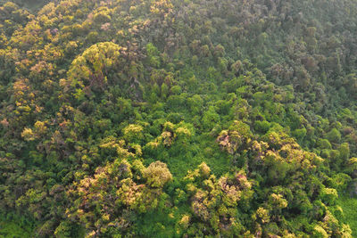 High angle view of plants growing in forest