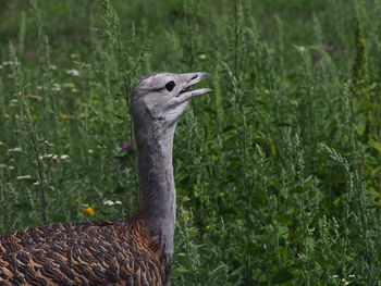 Close-up of bird on plant