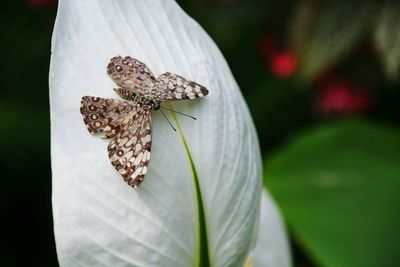 Close-up of insect on flower