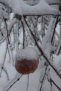 Close-up of snow covered tree