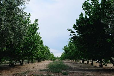 Trees on field against sky