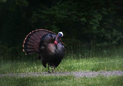 Turkey on a field