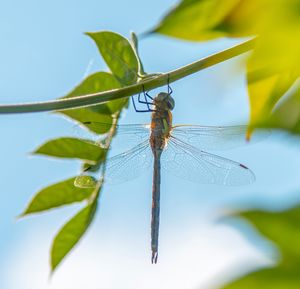 Close-up of dragonfly on plant