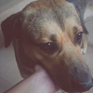 Close-up portrait of a dog