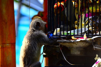 Close-up of monkey eating food