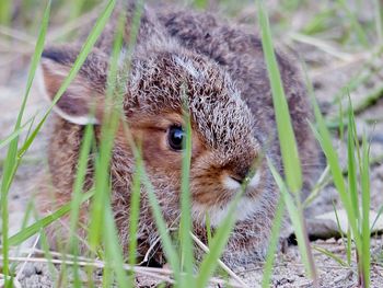 Close-up portrait of a baby hare on field