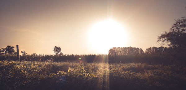 Sun shining through trees on field