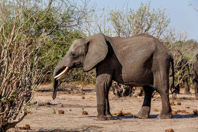 Side view of elephant