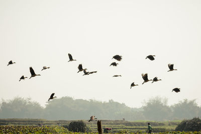 Flock of birds flying in the sky