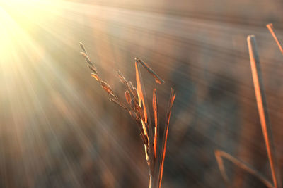 Close-up of stalks against blurred background