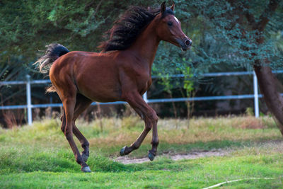 Horse running in ranch