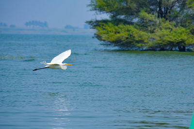 Seagull flying over sea