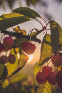 Close-up of berries growing on tree