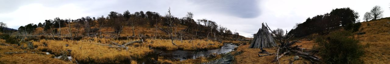Panoramic view of trees against sky