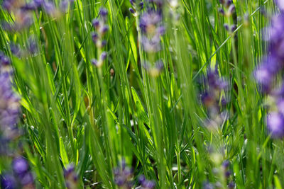 Close-up of purple flowering plants on field
