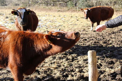 Close-up of cow standing on field