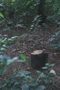 Plants growing on tree stump in forest