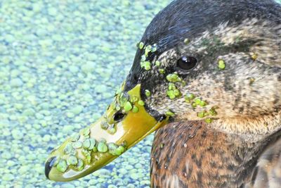 Close-up of duck swimming in sea