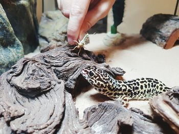 High angle view of feeding a cricket to a leopard gecko