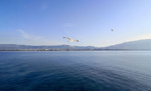 Seagull flying over sea against sky