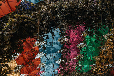 Low angle view of flowering plants hanging from tree