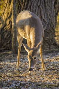 Deer standing in a field