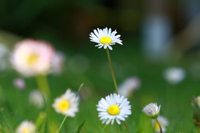 Close-up of white daisy flowers on field