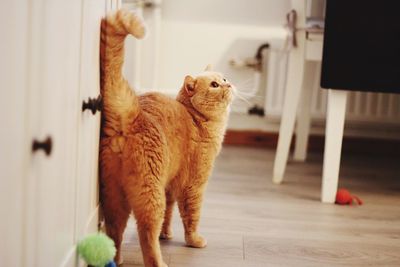 Cat looking away while standing on tiled floor