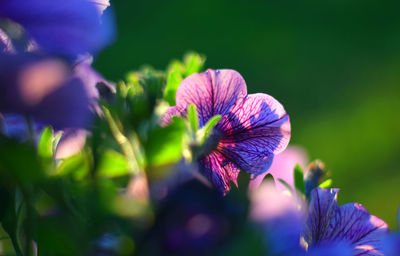 Close-up of purple flowering plant