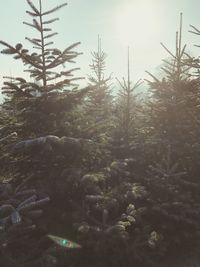 Trees against sky