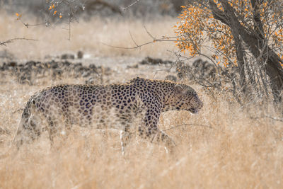 Leopard walking on land