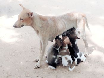 High angle view of dogs