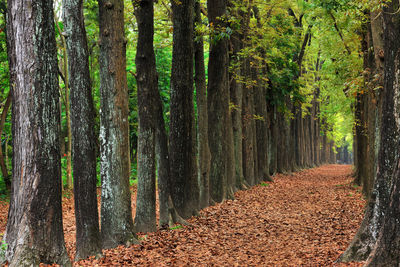 Trees in forest during autumn