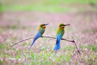 Bird perching on a field