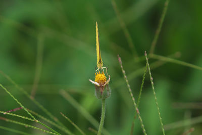 Close-up of insect on plant