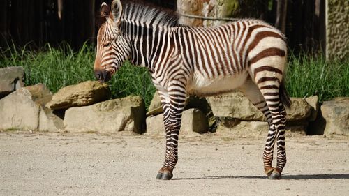 View of zebra in zoo