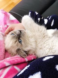 Close-up of cat resting