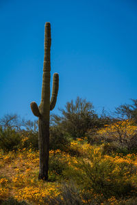 Cactus growing on field against clear blue sky