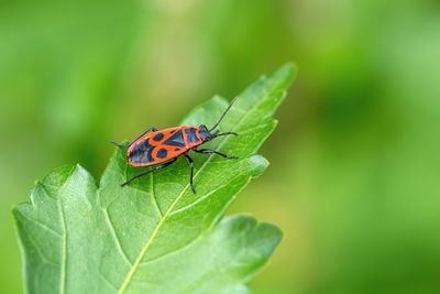 Close-up of insect on leaf