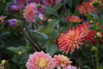 Close-up of pink flowers