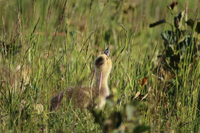 View of canada gosling looking up at the sky