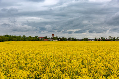 Scenic view of oilseed rape field against sky